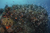 A beautiful coral reef full of fish near Alor in the Lesser Sunda Islands of Indonesia Poster Print by Ethan Daniels/Stocktrek Images - Item # VARPSTETH401300U