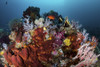 A reef of sponges among soft corals and fish, Raja Ampat, Indonesia Poster Print by Brook Peterson/Stocktrek Images - Item # VARPSTBRP400077U