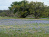 Field of bluebonnets in the Texas Hill Country, near Burnet Poster Print by Carol Highsmith - Item # VARPDX468114