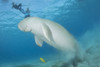 Dugong in the Red Sea, Egypt Poster Print by Brandi Mueller/Stocktrek Images - Item # VARPSTBMU400004U