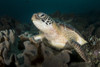 Green sea turtle in the Philippines Poster Print by Brandi Mueller/Stocktrek Images - Item # VARPSTBMU400218U