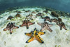 Chocolate chip starfish cling to the seafloor in Komodo National Park, Indonesia Poster Print by Ethan Daniels/Stocktrek Images - Item # VARPSTETH401076U