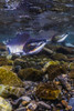 Humpback salmon returning, Resurrection Bay, Alaska Poster Print by Jennifer Idol/Stocktrek Images - Item # VARPSTJDL400171U