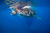 Whale shark in Isla Mujeres, Mexico Poster Print by Jennifer Idol/Stocktrek Images - Item # VARPSTJDL400186U