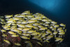 School of bluestripe snapper in the Maldives Poster Print by Brandi Mueller/Stocktrek Images - Item # VARPSTBMU400286U