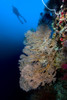 Sea fan with diver in background, Cebu, Philippines Poster Print by Bruce Shafer/Stocktrek Images - Item # VARPSTBRU400094U