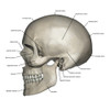 Lateral view of human skull anatomy with annotations Poster Print by Photon Illustration/Stocktrek Images - Item # VARPSTPHT700013H