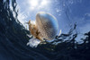 A white-spotted jellyfish drifts in a strong current in the Lesser Sunda Islands Poster Print by Ethan Daniels/Stocktrek Images - Item # VARPSTETH401312U