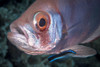 Soldierfish being cleaned by a cleaner wrasse, Komodo National Park, Indonesia Poster Print by Brandi Mueller/Stocktrek Images - Item # VARPSTBMU400090U