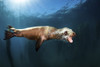 A sea lion blows bubbles as it passes by Poster Print by Brook Peterson/Stocktrek Images - Item # VARPSTBRP400025U