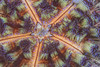 Fire urchin in Komodo National Park, Indonesia Poster Print by Brandi Mueller/Stocktrek Images - Item # VARPSTBMU400150U Fire urchin in Komodo National Park, Indonesia Poster Print by Brandi Mueller/Stocktrek Images - Item # VARPSTBMU400150U