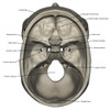 Superior view of human skull anatomy with annotations Poster Print by Photon Illustration/Stocktrek Images - Item # VARPSTPHT700048H