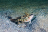 Red-margin shrimpgoby in Malaysia Poster Print by Jennifer Idol/Stocktrek Images - Item # VARPSTJDL400235U