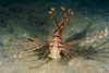 Red lionfish in Malaysia Poster Print by Jennifer Idol/Stocktrek Images - Item # VARPSTJDL400234U