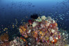 Colorful coral reef in Raja Ampat, Indonesia Poster Print by Brook Peterson/Stocktrek Images - Item # VARPSTBRP400084U
