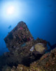 French angelfish on the El Aguila wreck in Roatan, Honduras Poster Print by Brandi Mueller/Stocktrek Images - Item # VARPSTBMU400233U