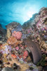 Eel on reef in Komodo National Park, Indonesia Poster Print by Brandi Mueller/Stocktrek Images - Item # VARPSTBMU400173U Eel on reef in Komodo National Park, Indonesia Poster Print by Brandi Mueller/Stocktrek Images - Item # VARPSTBMU400173U
