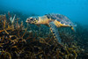 Hawksbille sea turtle in Malaysia Poster Print by Jennifer Idol/Stocktrek Images - Item # VARPSTJDL400219U