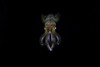A bigfin reef squid off the coast of Komodo Island in Komodo National Park Poster Print by Ethan Daniels/Stocktrek Images - Item # VARPSTETH401169U