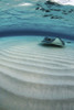 Stingray swimming across the sand bottom, Grand Cayman, Cayman Islands Poster Print by Brook Peterson/Stocktrek Images - Item # VARPSTBRP400220U