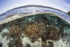 A coral reef thrives in shallow water near Alor in the Lesser Sunda Islands of Indonesia Poster Print by Ethan Daniels/Stocktrek Images - Item # VARPSTETH401250U