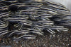 A school of juvenile striped eel catfish swimming over the seafloor Poster Print by Ethan Daniels/Stocktrek Images - Item # VARPSTETH401151U