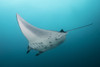 Manta ray at Manta Alley in Komodo National Park, Indonesia Poster Print by Brandi Mueller/Stocktrek Images - Item # VARPSTBMU400166U