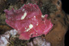 Leaf scorpionfish on the USS Liberty Wreck off the island of Bali, Indonesia Poster Print by Brandi Mueller/Stocktrek Images - Item # VARPSTBMU400053U