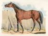 Dark-Brown Horse, 1817 Poster Print by Henry Thomas Alken - Item # VARPDX460405