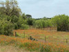 Field of wildflowers in Gonzales County, TX Poster Print by Carol Highsmith - Item # VARPDX468117