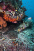 Coral reef in Raja Ampat, Indonesia Poster Print by Jennifer Idol/Stocktrek Images - Item # VARPSTJDL400261U