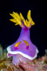 Rose Hem Hypselodoris nudibranch, Bohol Sea, Philippines Poster Print by Bruce Shafer/Stocktrek Images - Item # VARPSTBRU400126U