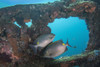 Golden rabbitfish on the USS Liberty Wreck off the island of Bali, Indonesia Poster Print by Brandi Mueller/Stocktrek Images - Item # VARPSTBMU400050U