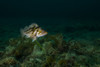 Copper rockfish in Prince William Sound, Alaska Poster Print by Jennifer Idol/Stocktrek Images - Item # VARPSTJDL400302U