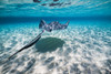 Southern stingrays on the sandbar in Grand Cayman, Cayman Islands Poster Print by Jennifer Idol/Stocktrek Images - Item # VARPSTJDL400131U