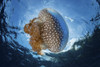 A white-spotted jellyfish drifts in a strong current in the Lesser Sunda Islands Poster Print by Ethan Daniels/Stocktrek Images - Item # VARPSTETH401313U