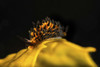 A tiny and rare Placida brookae nudibranch at Anacapa Island, California Poster Print by Brook Peterson/Stocktrek Images - Item # VARPSTBRP400110U