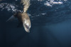 A sea lion dips its head below the surface, Southern California Poster Print by Brook Peterson/Stocktrek Images - Item # VARPSTBRP400192U