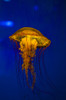 Pacific sea nettle jellyfish Poster Print by Jennifer Idol/Stocktrek Images - Item # VARPSTJDL400007U
