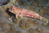 Dragonet in North Sulawesi, Indonesia Poster Print by Brandi Mueller/Stocktrek Images - Item # VARPSTBMU400117U