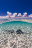 Southern stingrays on the sandbar in Grand Cayman, Cayman Islands Poster Print by Jennifer Idol/Stocktrek Images - Item # VARPSTJDL400135U