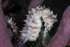 A white seahorse, Tulamben, Bali, Indonesia Poster Print by Brook Peterson/Stocktrek Images - Item # VARPSTBRP400115U