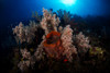 Soft coral in the reef at Komodo, Indonesia Poster Print by Aaron Wong/Stocktrek Images - Item # VARPSTAAW400015U