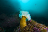 A giant plumose anemone anchors to a rock in Resurrection Bay, Alaska Poster Print by Jennifer Idol/Stocktrek Images - Item # VARPSTJDL400164U