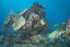 Engine of the Betty Bomber airplane wreck, Truk Lagoon, Micronesia Poster Print by Brandi Mueller/Stocktrek Images - Item # VARPSTBMU400128U