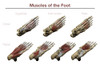 Muscles of the Foot Poster Print by Photon Illustration/Stocktrek Images - Item # VARPSTPHT700045H