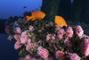 Two Garibaldi spar for mates among the anemone's, Southern California Poster Print by Brook Peterson/Stocktrek Images - Item # VARPSTBRP400020U