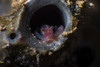 A tiny shrimp inside a tube sponge, Tulamben, Bali, Indonesia Poster Print by Brook Peterson/Stocktrek Images - Item # VARPSTBRP400113U