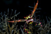 Black coral crab with eggs, Anilao, Philippines Poster Print by Bruce Shafer/Stocktrek Images - Item # VARPSTBRU400014U