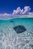Southern stingrays on the sandbar in Grand Cayman, Cayman Islands Poster Print by Jennifer Idol/Stocktrek Images - Item # VARPSTJDL400136U